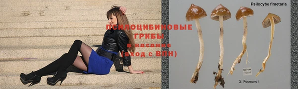 шишки Абинск